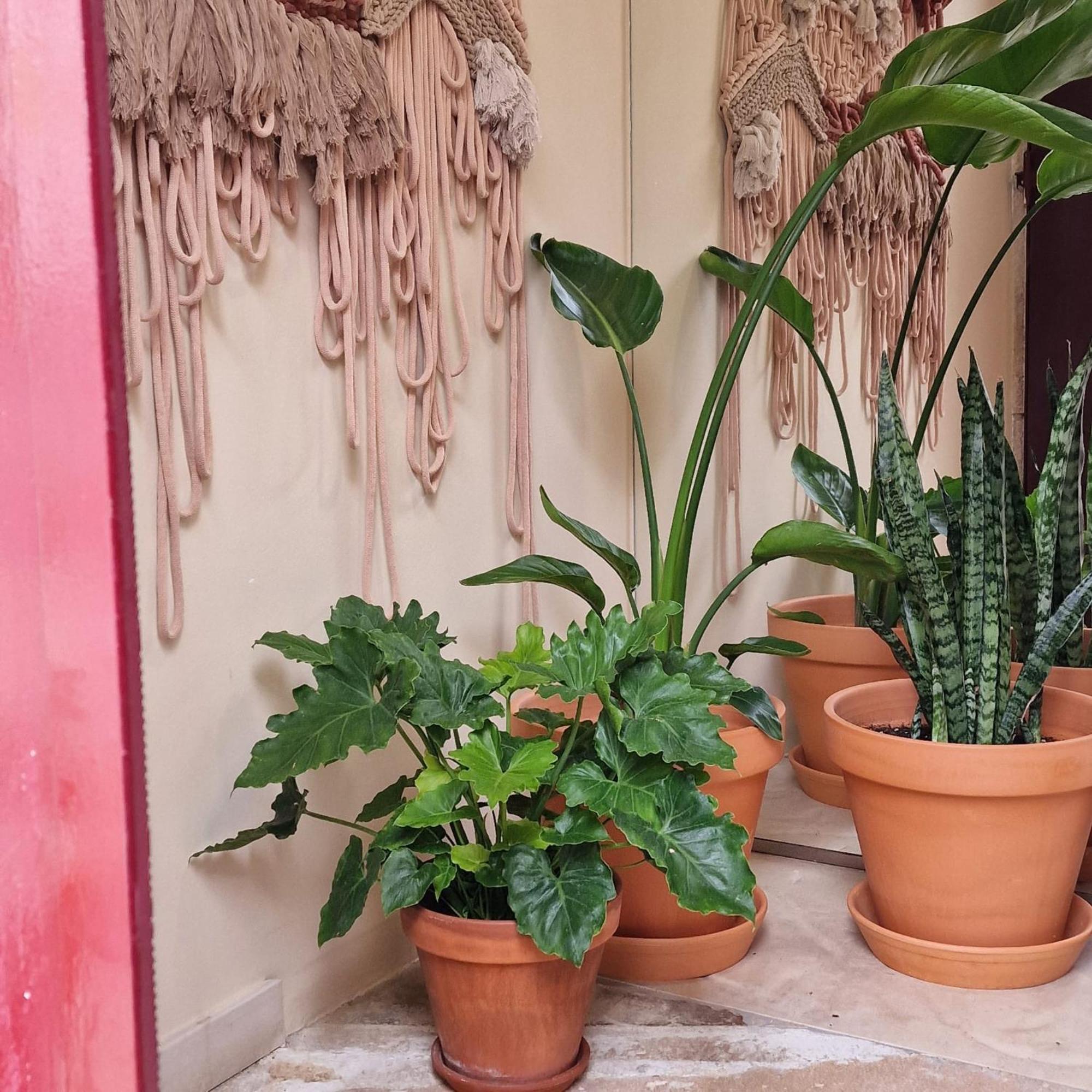 הוילה Casas De Constância מראה חיצוני תמונה